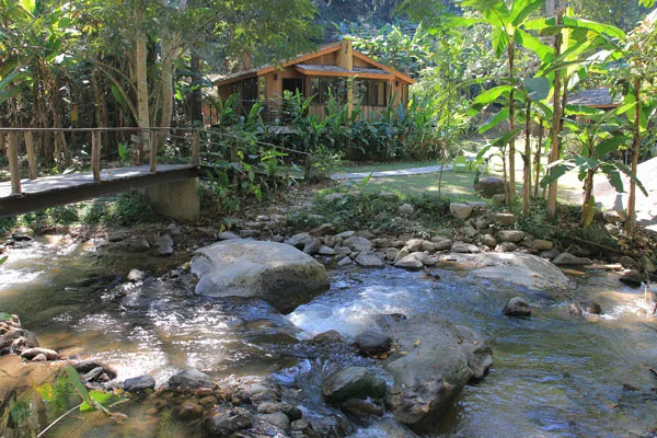 Clear mountain stream with wooden footbridge and cabin among banana trees in Mae Kampong