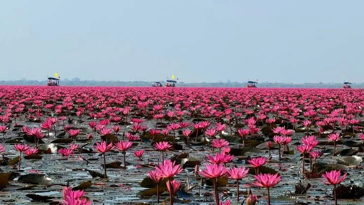 Wide view of pink lotus field with tourist boats under blue sky at Red Lotus Sea
