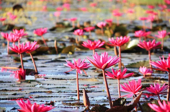 Close-up of open pink lotus flowers and green lily pads on calm water