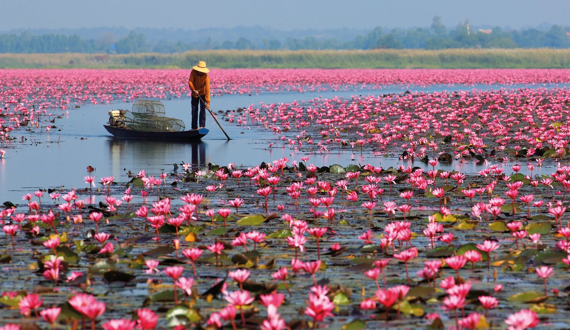 Local boatman in orange shirt poling a wooden boat through a channel in pink lotuses