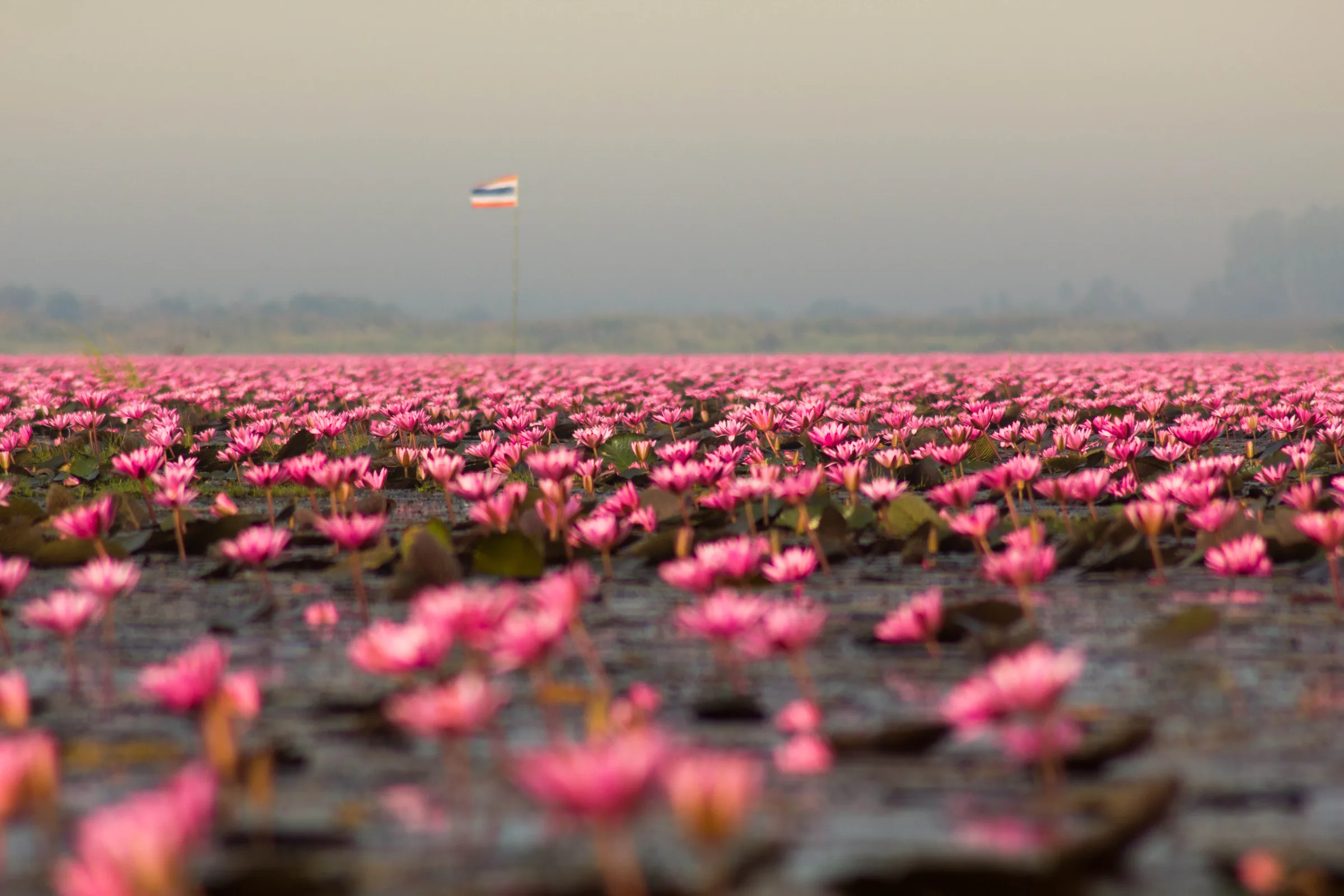 Dense carpet of pink lotus flowers stretching to a hazy horizon at Red Lotus Sea