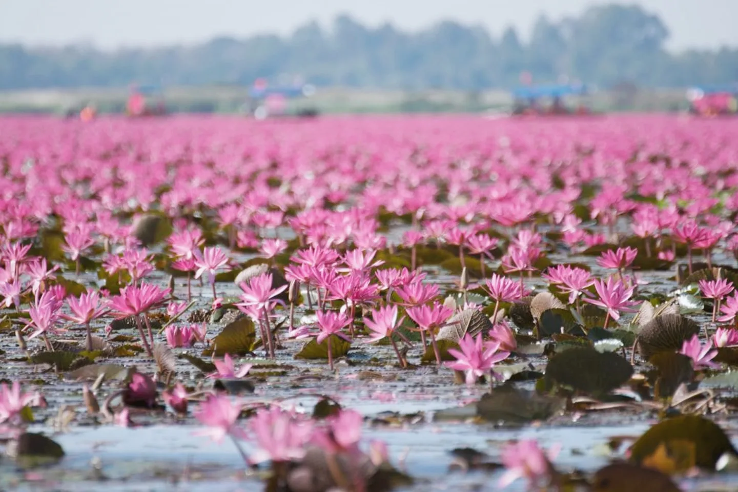 Close view of blooming pink lotuses with tourist boats blurred in the distance