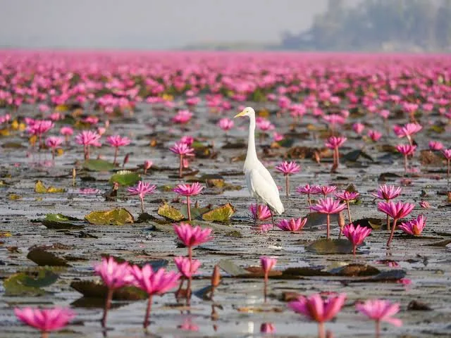 White egret standing among pink lotuses at Red Lotus Sea wetland