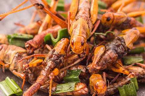 Deep-fried insects
