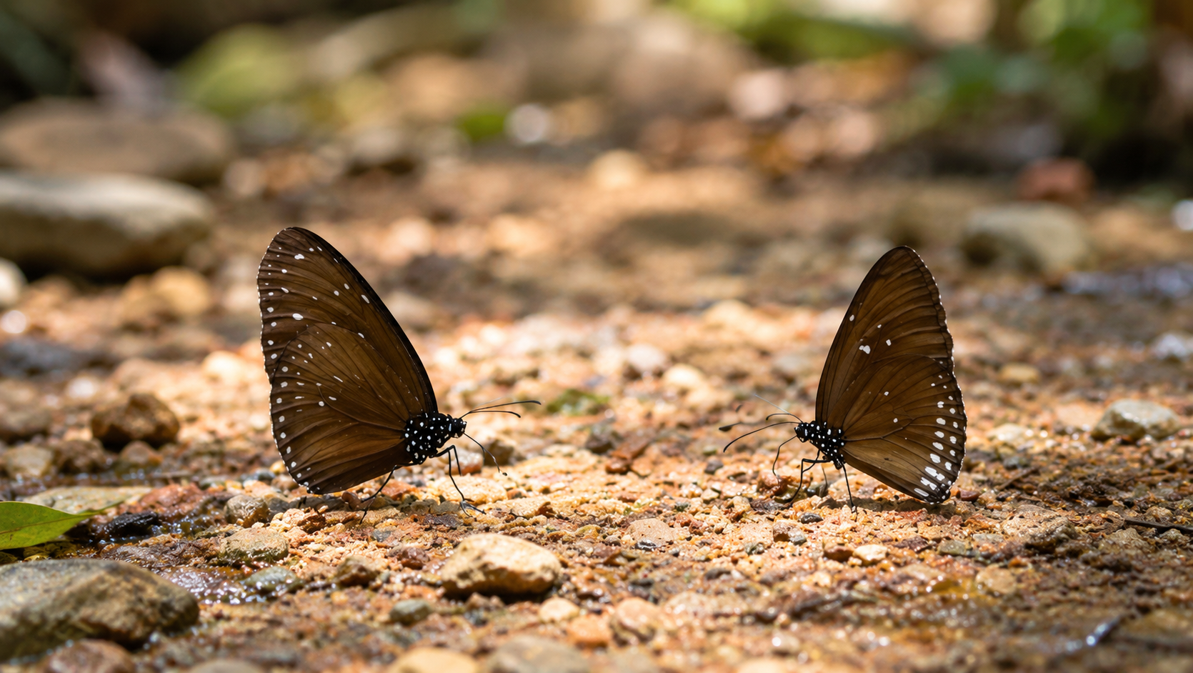 Two dark butterflies resting on a sunlit forest floor at Chaloem Phrakiat Thai Prachan National Park
