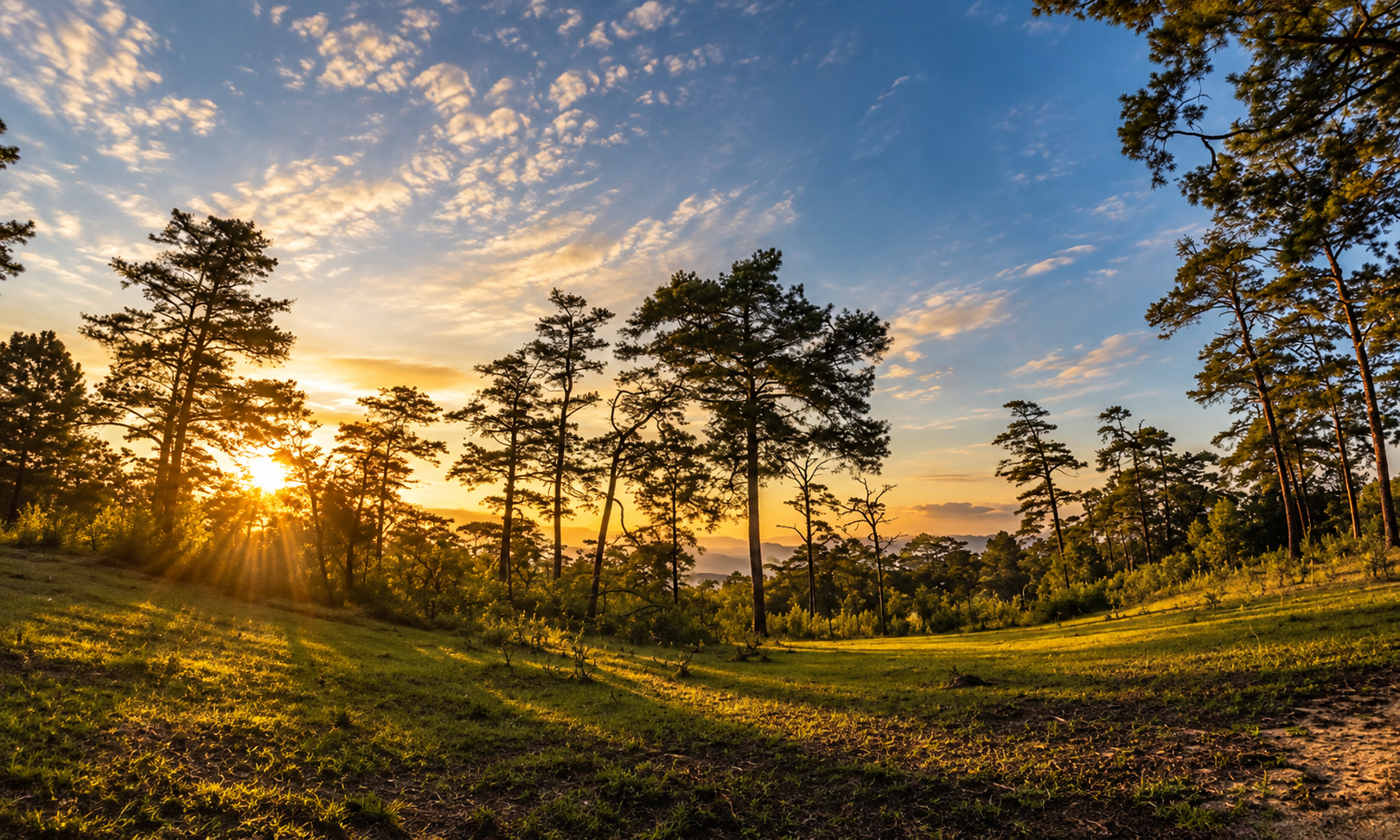 Pine forest at sunrise in Doi Wiang Pha National Park, Chiang Mai and Chiang Rai
