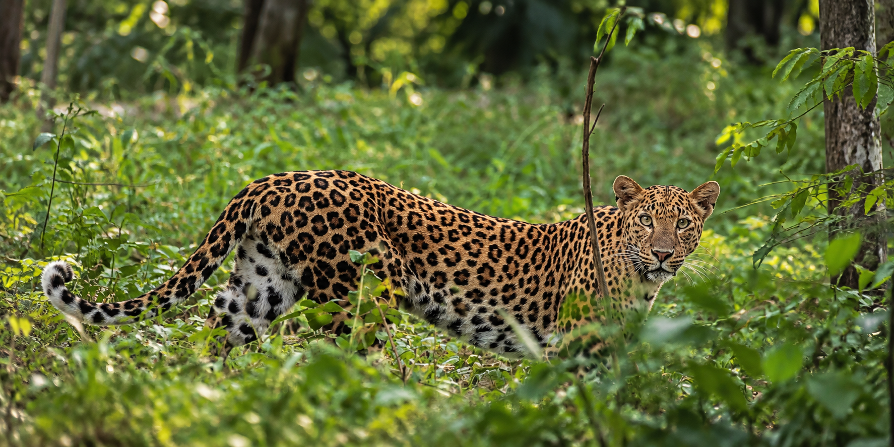 A leopard walking through forest undergrowth in Kaeng Krachan National Park