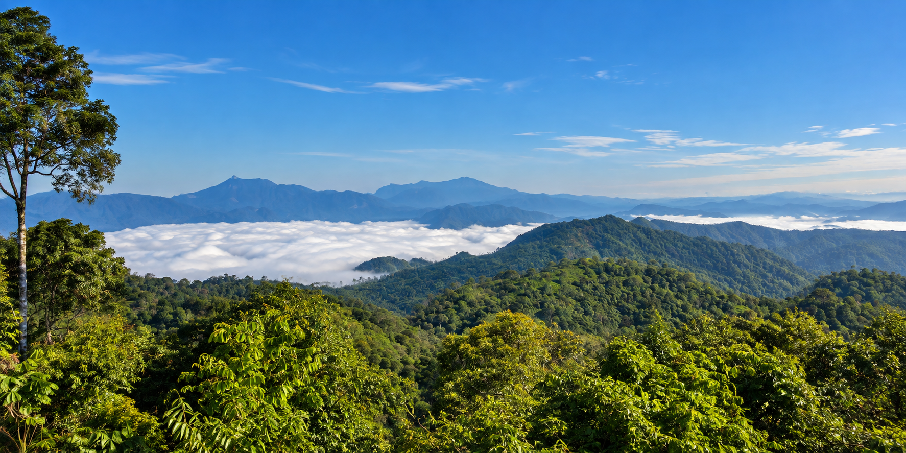 Sea of mist filling mountain valleys from a highland viewpoint in Kaeng Krachan