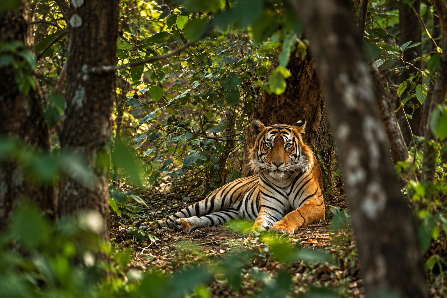 A tiger resting in forest shade at Khao Chamao–Khao Wong National Park
