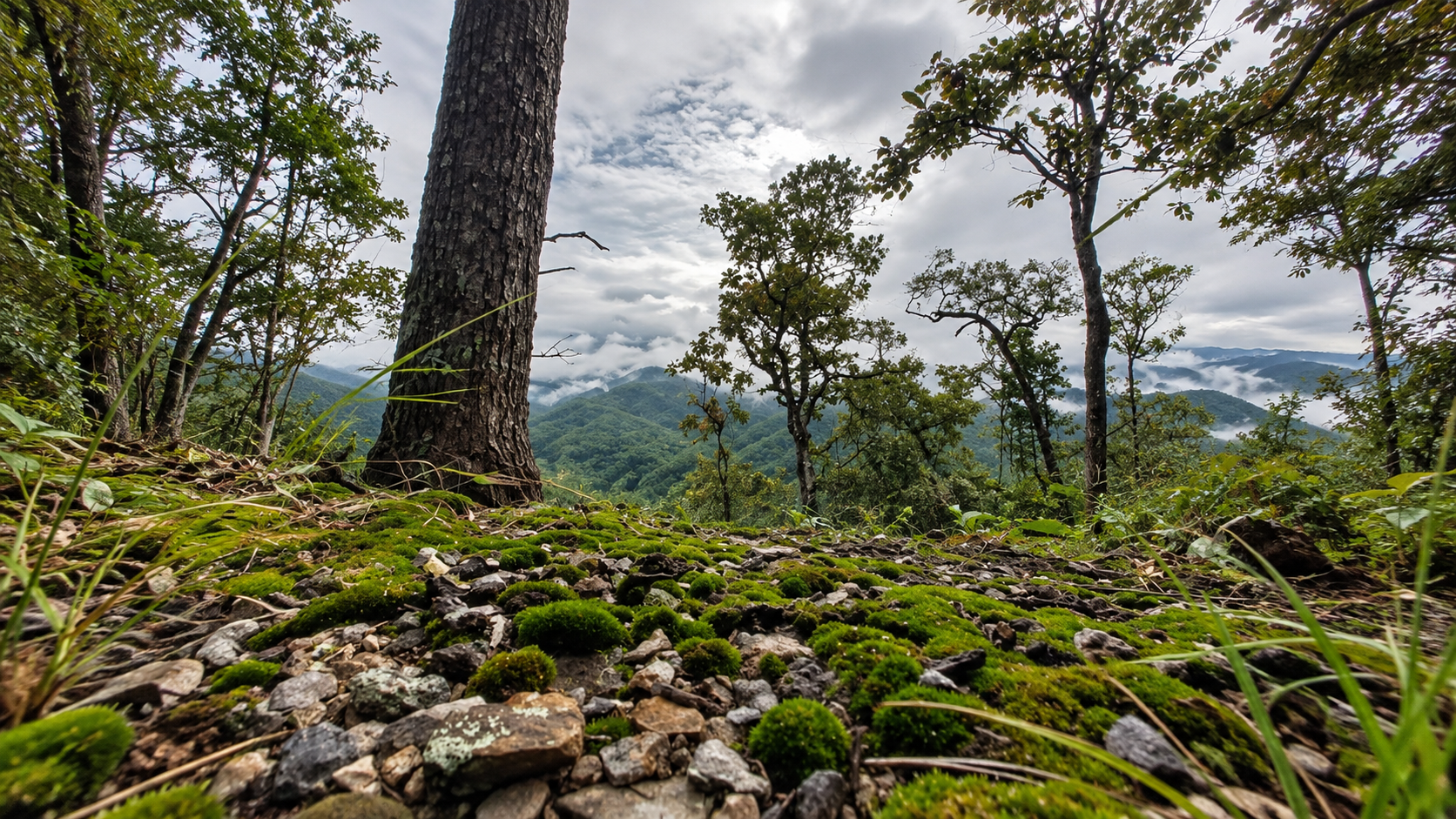 Moss-covered ridge trail through pine and deciduous forest looking toward misty mountains in Khelang Banphot, Lampang