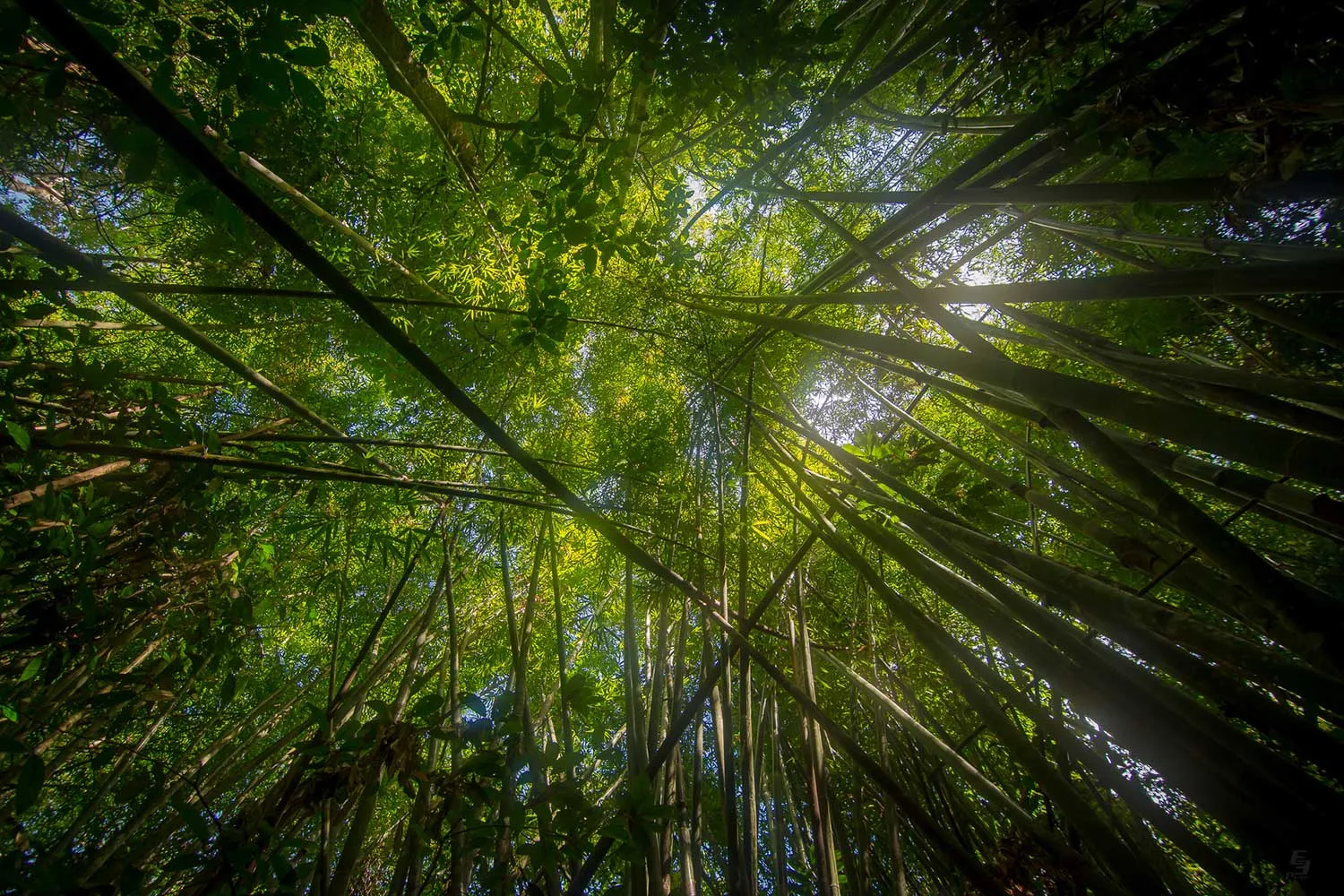 Looking up through giant bamboo and rainforest canopy at Khlong Phanom National Park, Surat Thani