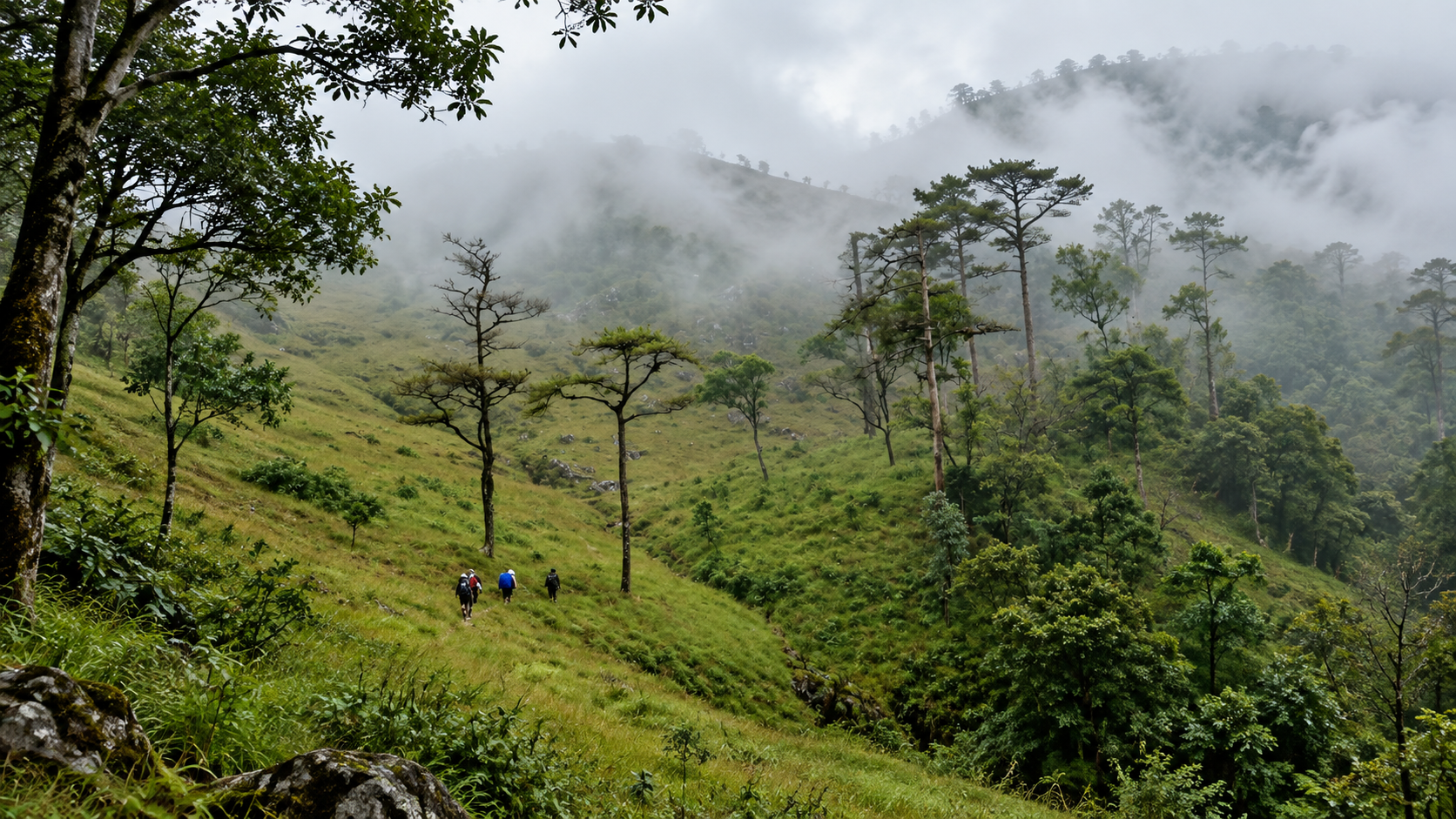 Hikers walking a grassy highland slope through mist and pine forest in Khun Chae National Park