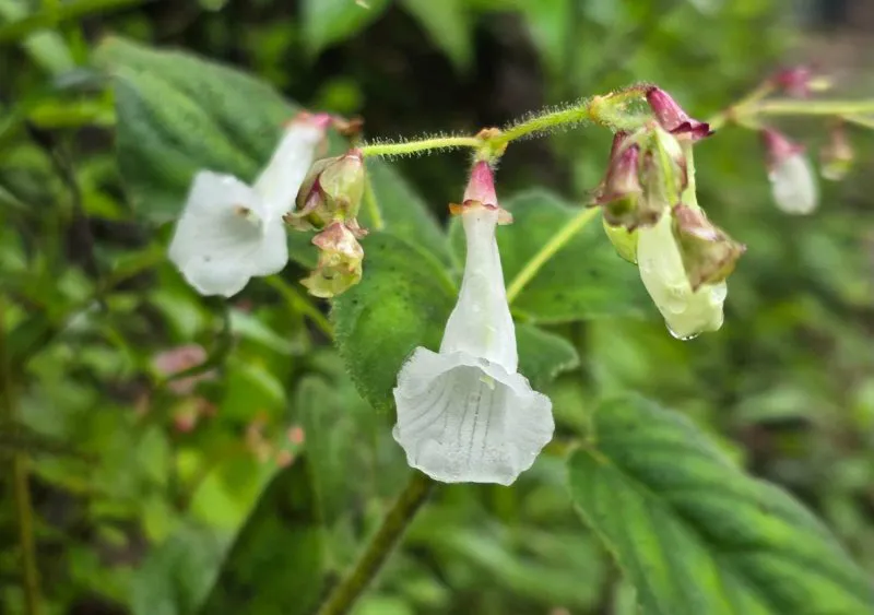 White tubular flowers of Didymocarpus niveus, the Khun Phawo white bell, discovered in Khun Phawo National Park in 2026
