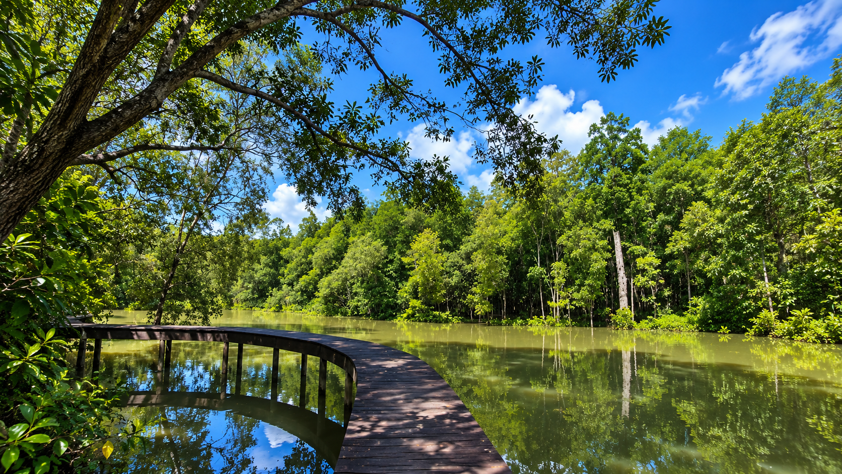 Curving wooden boardwalk through mangrove forest beside a tidal channel at Lam Nam Kra Buri National Park