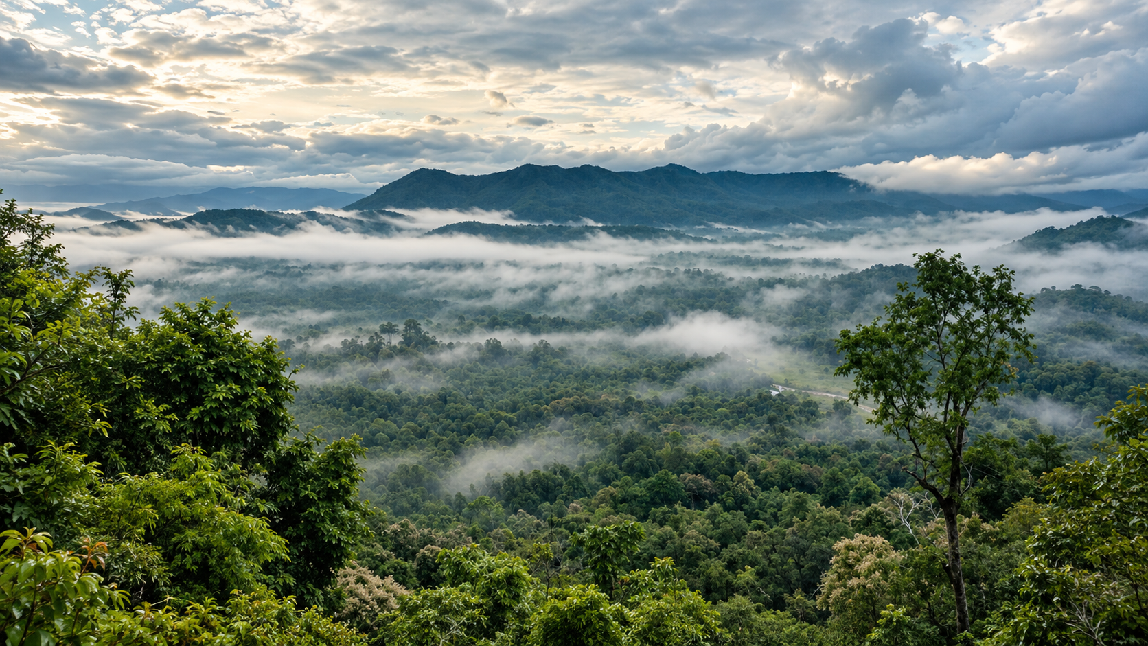 Morning mist moving through evergreen forest toward a clouded mountain ridge at Mae Wong National Park