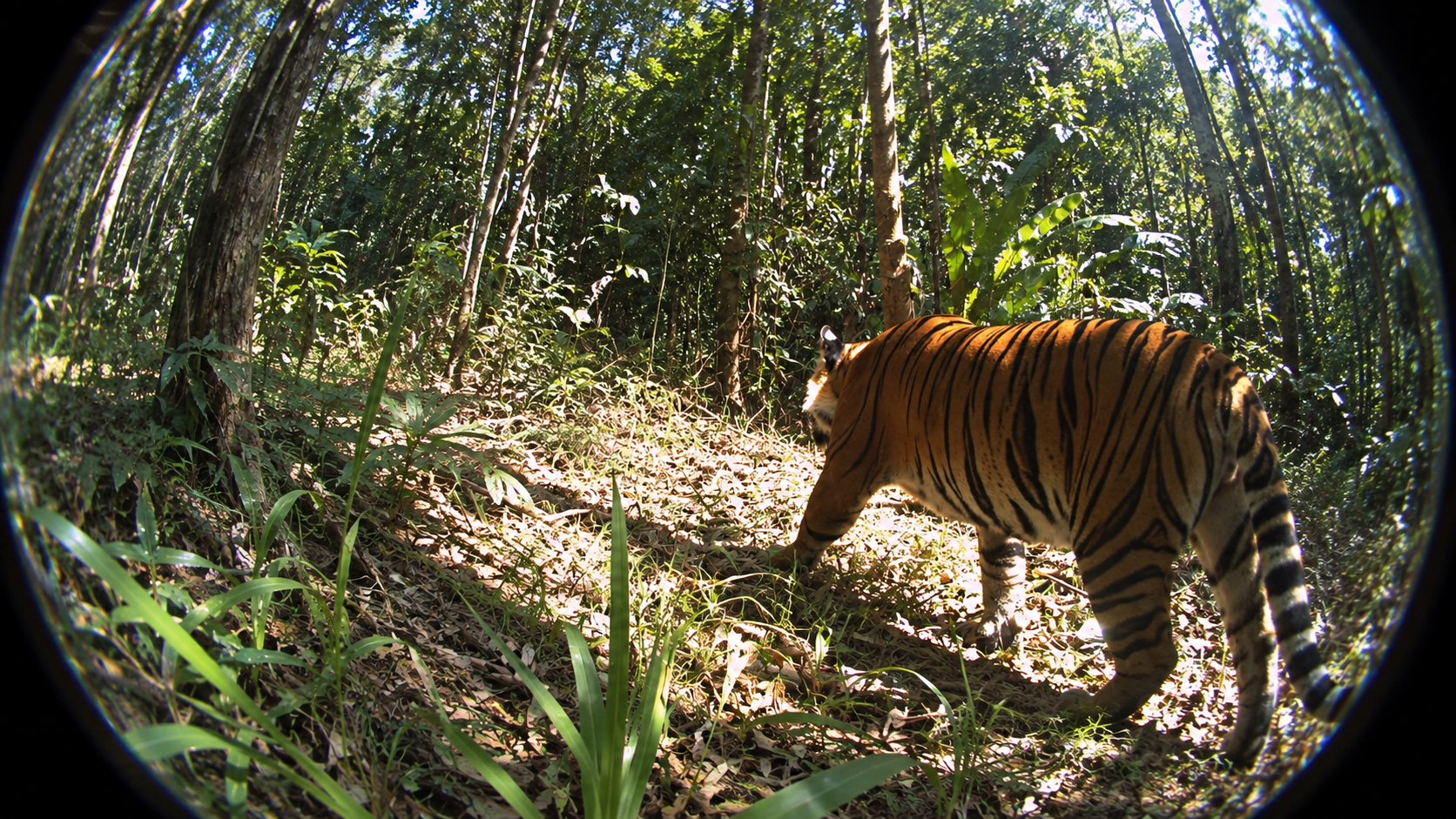 An Indochinese tiger recorded by a camera trap on a forest trail in Mae Wong National Park