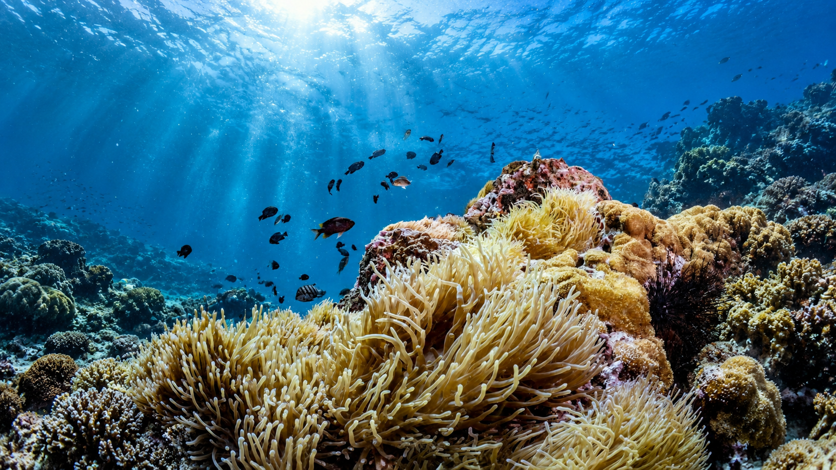 Sunlit coral reef, sea anemones and reef fish in the Gulf of Thailand at Mu Ko Chumphon National Park
