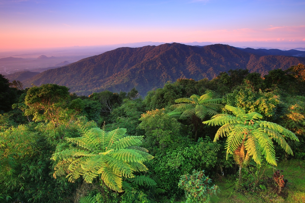 Mountain ridges and tree ferns at sunset in Namtok Yong National Park, Nakhon Si Thammarat
