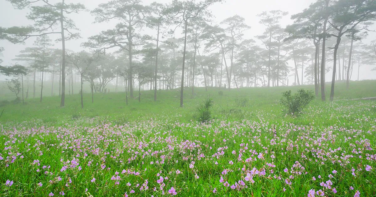 Three-needle pine trees and highland grassland on the Phu Soi Dao pine plateau, northern Thailand