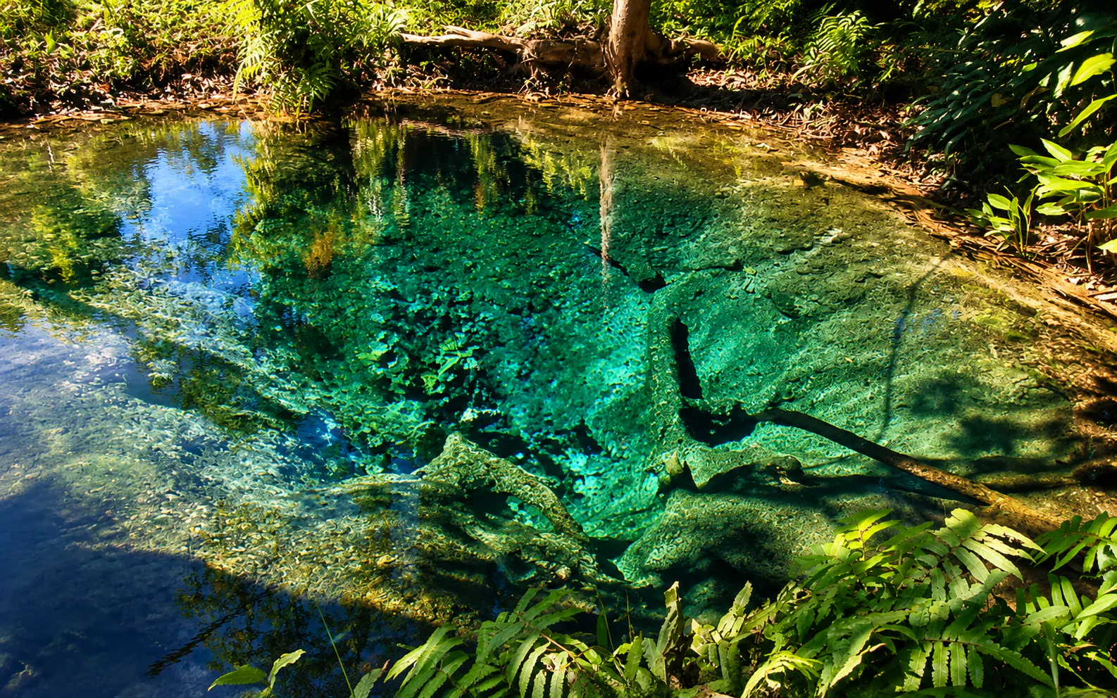 A clear turquoise forest pool fringed with ferns in the watershed forest of Sri Lanna National Park, Chiang Mai