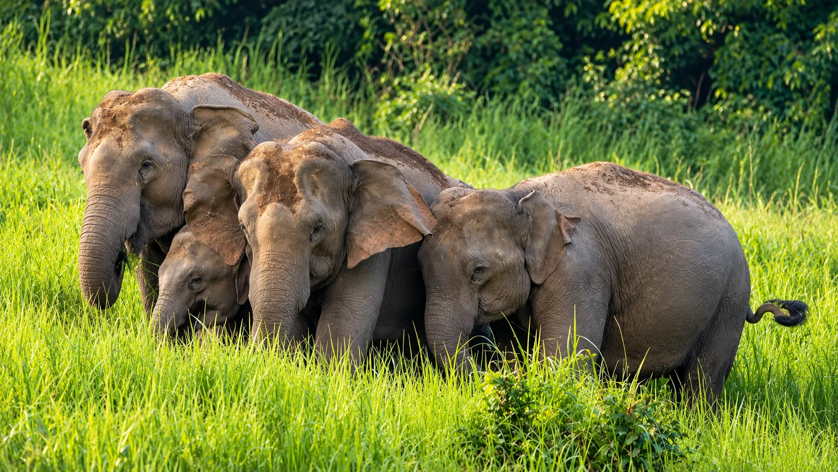 A family of Asian elephants standing together in tall green grass at the forest edge of Thap Lan National Park