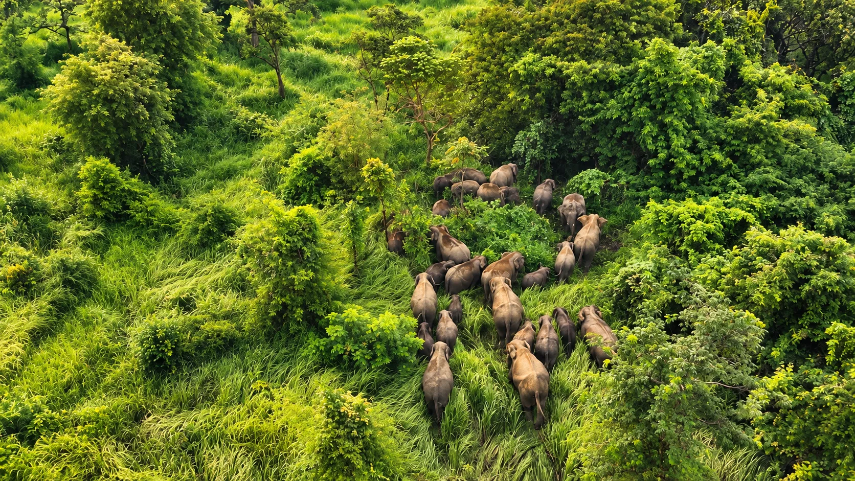 Aerial view of a wild Asian elephant herd moving through tall grassland surrounded by tropical forest in Thap Lan National Park