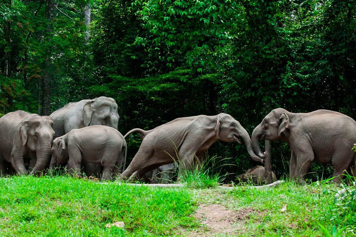Wild Asian elephants at the forest edge in Khao Yai National Park