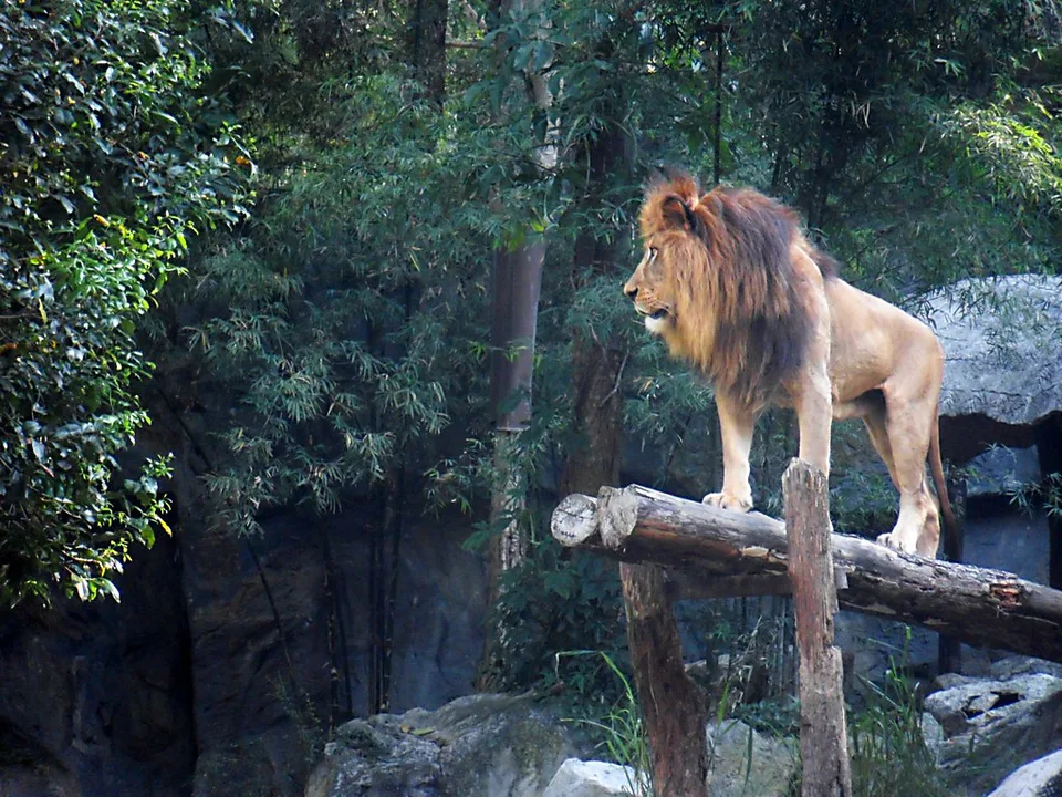 Sriayuthaya Lion Park