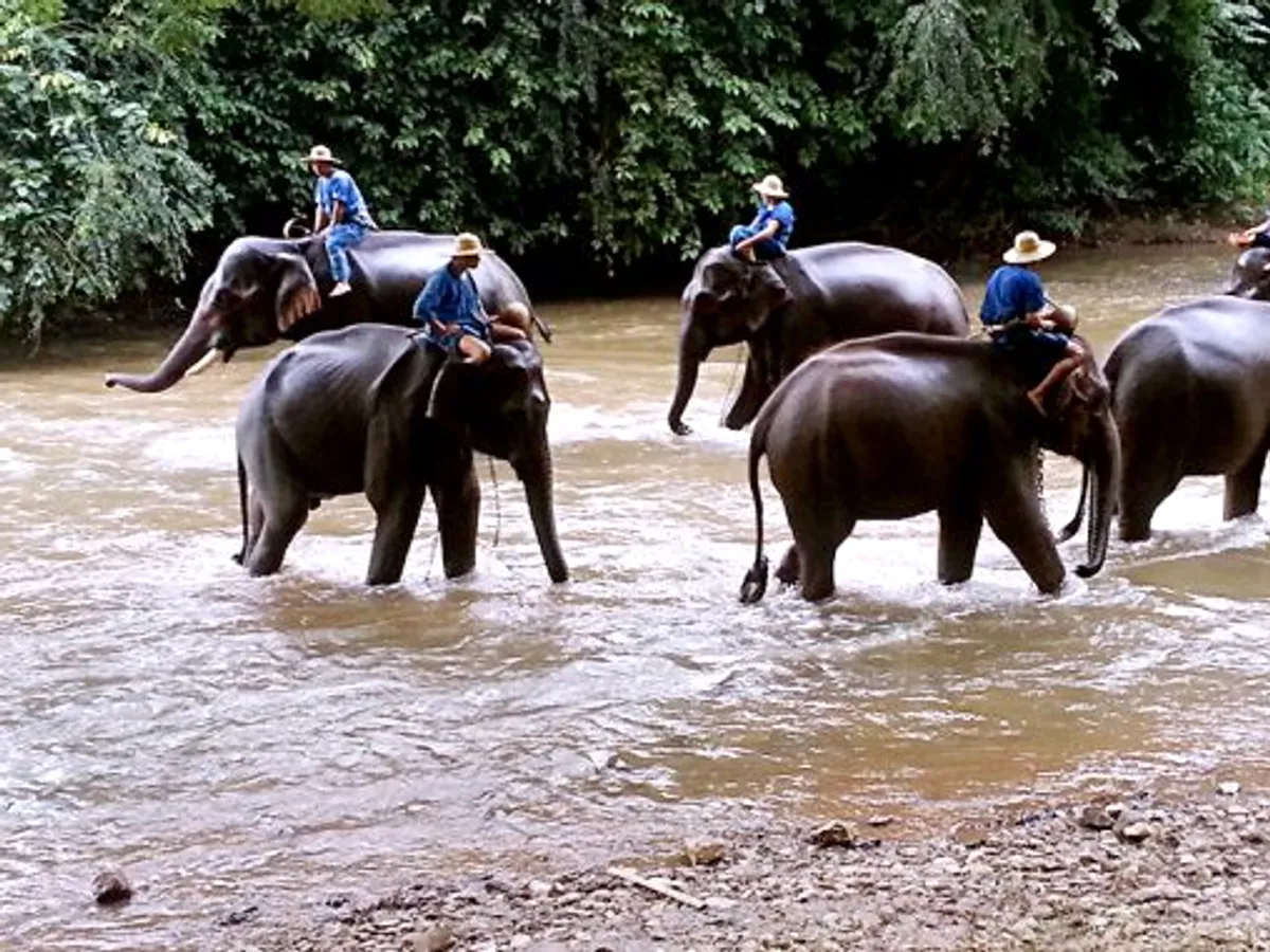 Chiang Dao Elephant Training Centre