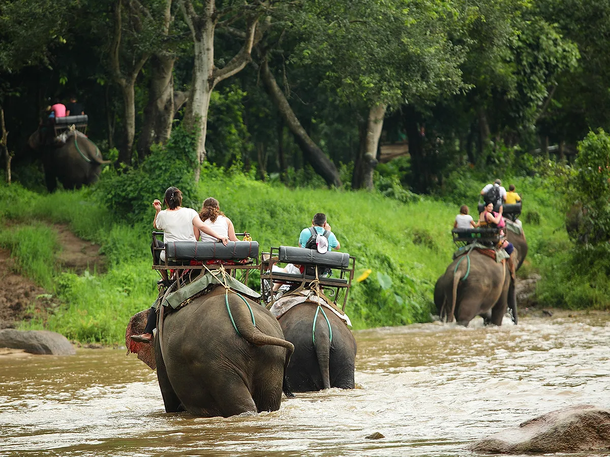 Mae Taeng Elephant Camp