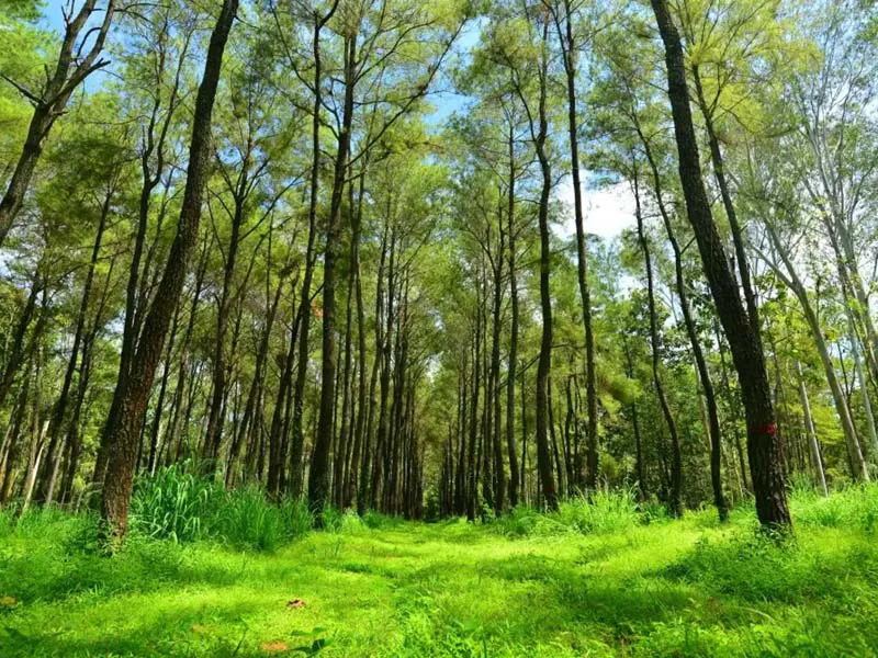 Suan Son Dong Lan