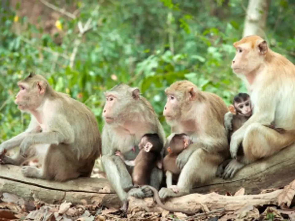Kosamphi Forest Park