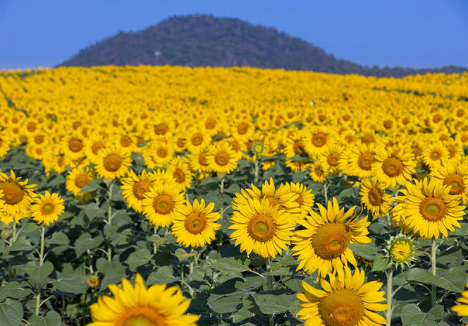 Maneesorn Sunflower Field