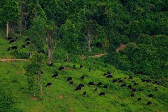 Thap Lan National Park