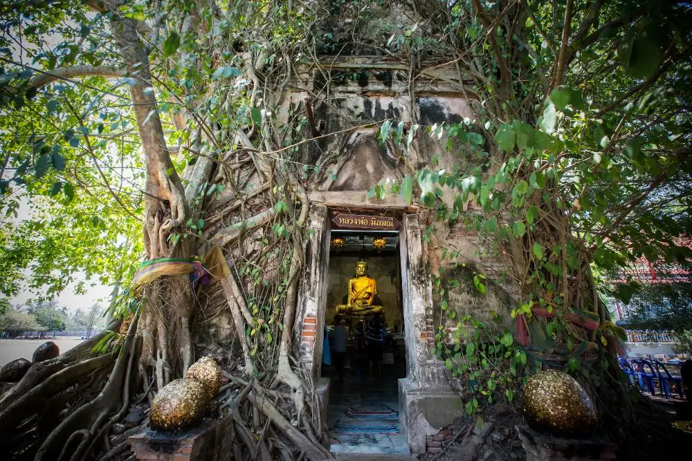 The ordination hall of Wat Bang Kung, brick closed over by tree roots, with the Buddha in the doorway