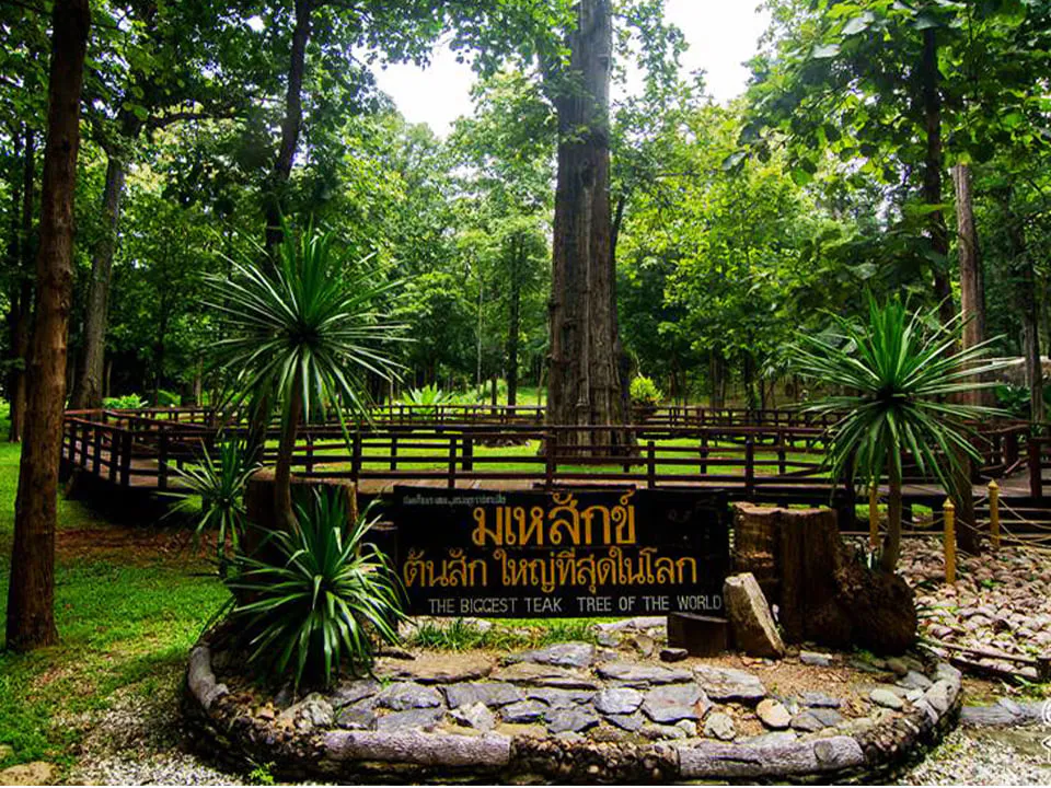Giant teak forest at Ton Sak Yai, Uttaradit