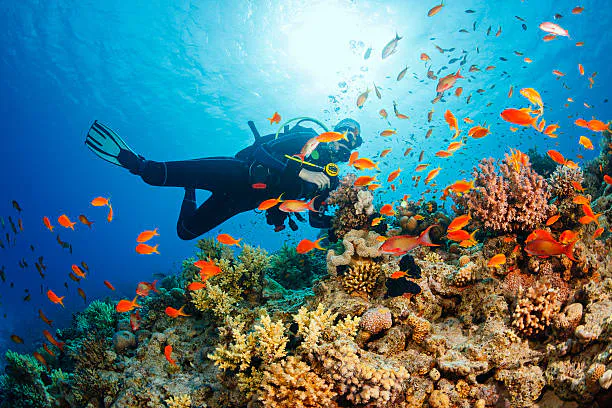 Scuba diver swimming above a coral reef among a school of bright orange fish in clear southern Thai waters
