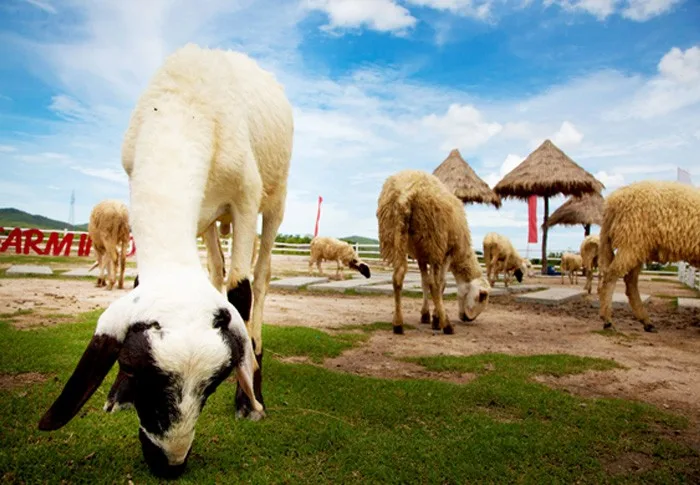 Hua Hin Safari & Adventure Park (หัวหินซาฟารี แอนด์ แอดเวนเจอร์พาร์ค)