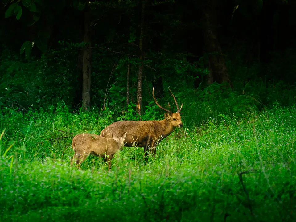 Huai Kha Khaeng Wildlife Sanctuary (เขตรักษาพันธุ์สัตว์ป่าห้วยขาแข้ง)