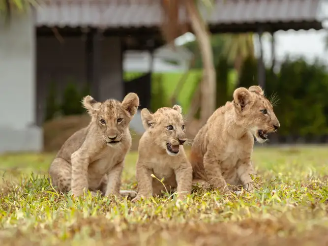Lion Land Phuket (ไลอ้อนแลนด์ ภูเก็ต)
